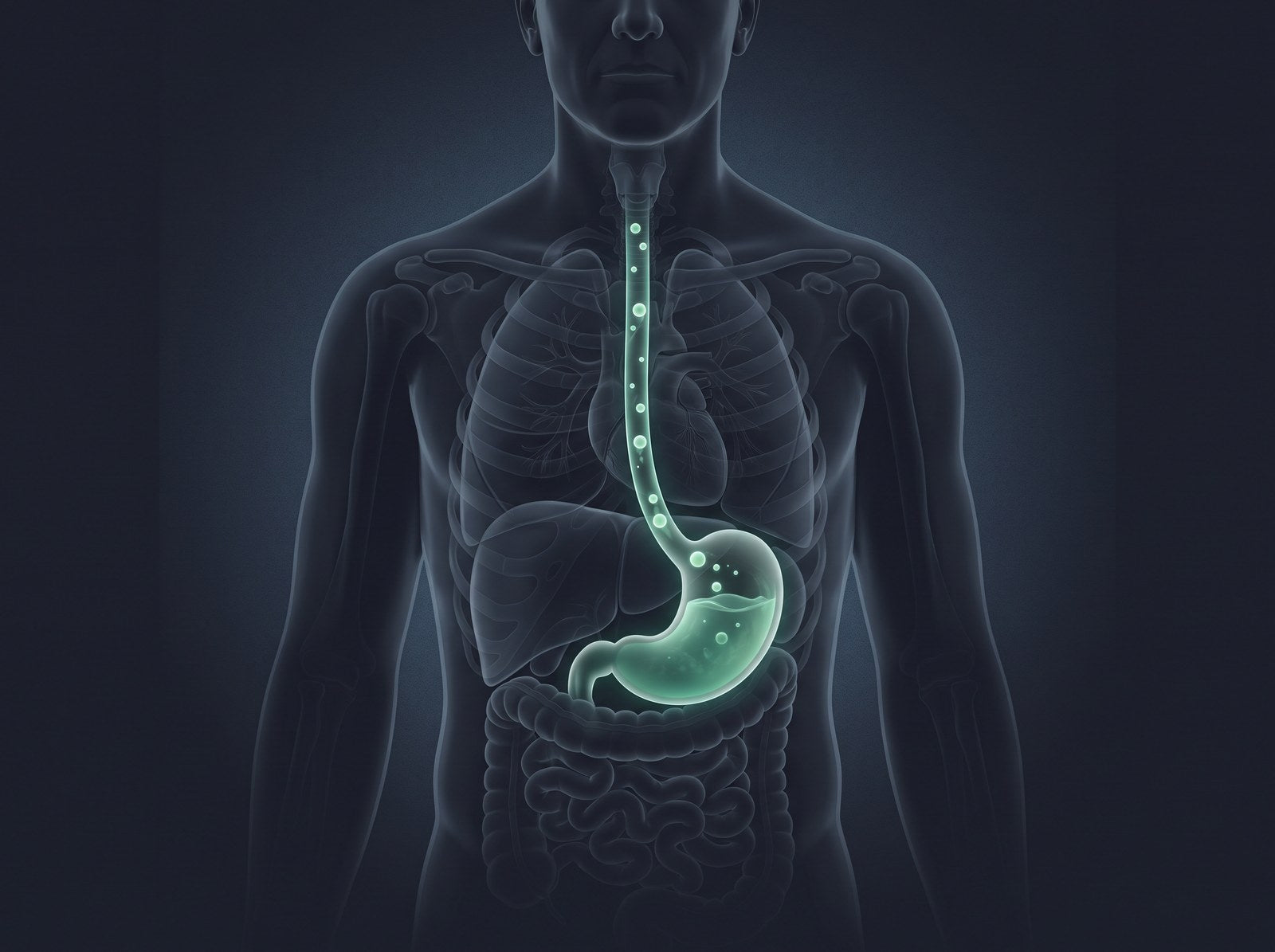 Anatomical diagram showing a burp rising from the stomach toward the mouth